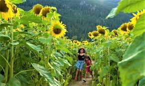 The farm is scheduled to open in september this year, when the sunflowers should be in full bloom. Sunflower Festivals For Seattle Area Families Parentmap