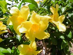 Image result for Tecoma stans