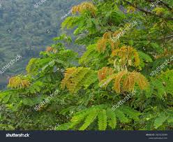 Image result for Brachystegia