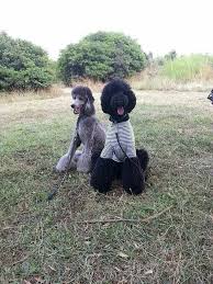 Black And White Standard Poodle Teddy Bear Cut Pin On Manly Standard Poodle Cuts