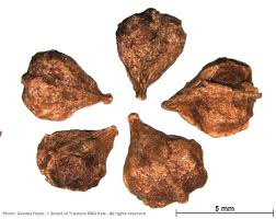 Image result for Limnophyton obtusifolium