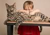 F1, F2, F3, F4, & F5 Savannah Cats for Sale by Kitten ...