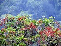 Image result for Erythrina falcata