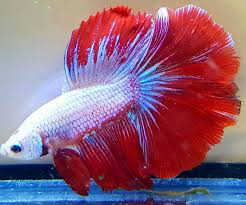 The time has finally come to reveal the fish. The Fin Room As One Of The Largest Retailers Of Betta Facebook