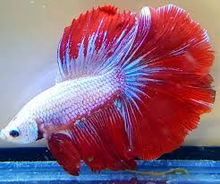 Here's a betta fish glass bowl collection for you all to enjoy! The Fin Room As One Of The Largest Retailers Of Betta Facebook
