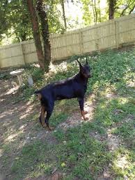 Pedigree doberman puppies for sale in ibadan. Doberman Pinscher Puppy Dog For Sale In Garner North Carolina