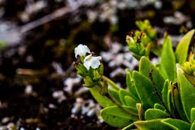 Image result for Craterostigma