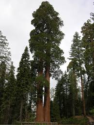 The oldest known giant sequoia based on ring count is 3,500 years old. Gardening 101 Giant Sequoia Gardenista
