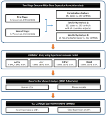 Flow Chart Of The Study Design Bph High Blood Pressure