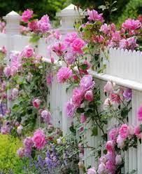 Pink Roses On A White Fence Climbing Roses Fence Plants Garden Vines