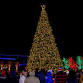 Winter Fest and Tree Lighting