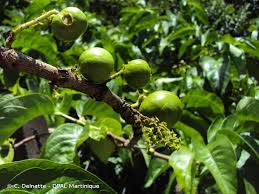 Image result for Vangueria madagascariensis