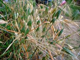 Oat Straw Oat Straw Herbal Magic Herbalism
