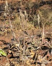 Image result for Aloe cameronii × greatheadii