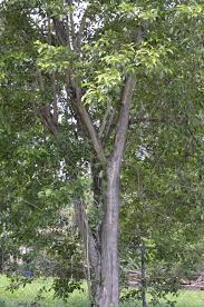 Image result for Citharexylum