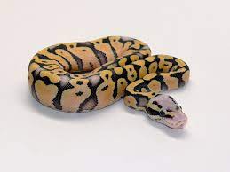 Desert Ghost Het Red Axanthic Super Pastel Morph List World Of Ball Pythons Ball Python Snake Lovers Cute Reptiles