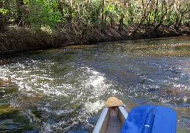 Image result for Alafia caudata