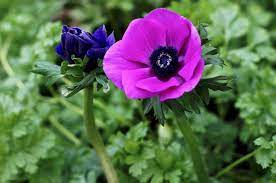 Gardening 101 Poppy Anemone Gardenista Gardening 101 Anemone Beautiful Flowers Pictures
