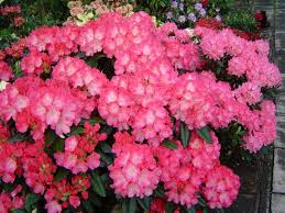 Rhododendron Fantastica Brillant Pink Blooms 1 Container Size Plant Cold Hardy To 15 Container Plants Season Plants Bloom