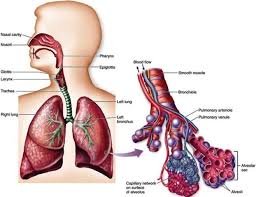 The respiratory system is a topic of the event anatomy. Respiratory System Disorders Accessscience From Mcgraw Hill Education