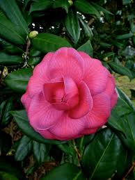 Camellia Japonica Mathotiana Aka Purple Dawn Aka Julia Drayton U S 1908 Camellia Flowers Japonica