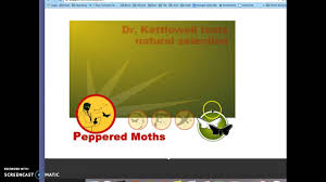 Answer key to peppered moth simulation (kit) 2. Peppered Moth Simulation Youtube