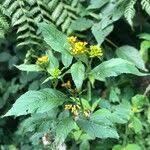 Image result for Senecio maranguensis