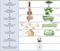 Levels Of Biological Organization From Smallest To Largest Flashcards Bio Final Homeostasis The Four Levels Of Plant Lessons Organization Flashcards