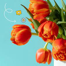 Check spelling or type a new query. 21 Flower Hacks That Will Blow Your Mind 15 Gorgeous Flower Hacks To Help You Live Your Bougiest Life