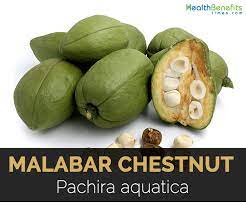 After digging, you can get 1,000 bells. Malabar Chestnut Facts And Benefits