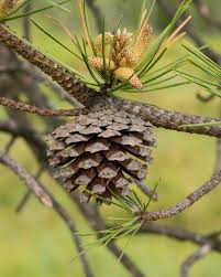 Image result for Pinus