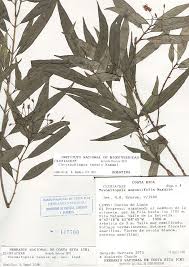 MBG: Research: Mesoamerica: Chrysochlamys