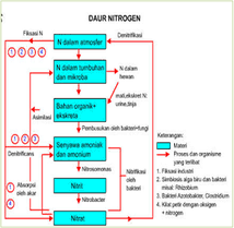 Siklus karbon merupakan siklus biogeokimia dimana karbon ditukarkan antara biosfer, geosfer, hidrosfer, dan atmosfer bumi (objek astronomis yang lain bisa jadi mempunyai siklus karbon yang. Daur Biogeokimia Wikipedia Bahasa Indonesia Ensiklopedia Bebas