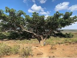 Image result for Ficus wakefieldii