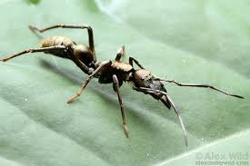 Image result for Anthericopsis