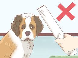 How To Care For A Saint Bernard 15 Steps With Pictures