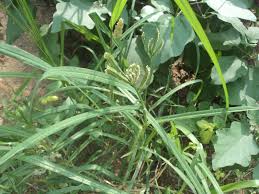 Image result for Eleusine africana