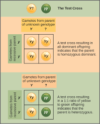 Therefore, each genotype has a distinct phenotype. Biology 2e Genetics Mendel S Experiments And Heredity Characteristics And Traits Oer Repository Affordable Learning Louisiana