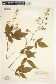 Image result for Rubus pinnatus