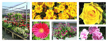 Expert recommended top 3 florists in round rock, texas. Snooper S Nursery Garden Center Located In Round Rock Texas