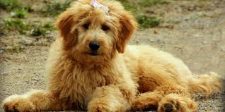 Black golden doodle golden doodles goldendoodle black goldendoodle haircuts cute dogs and puppies pet dogs pets double doodle puppies puppy haircut. Goldendoodle Grooming Top Tips For How To Groom A Goldendoodle