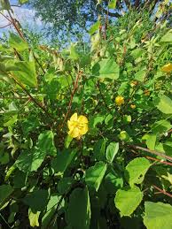 Image result for Acacia kirkii