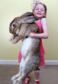 New zealand rabbits are available in five colors recognized by the american rabbit breeders' association (arba): Best Meat Rabbit Breed Rabbits Forum At Permies