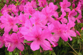 Maybe you would like to learn more about one of these? Azalea Care Home Garden Information Center