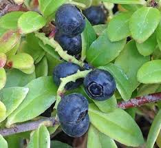 Image result for Vaccinium stanleyi