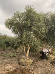 Pendolino Olive Tree Olives Unlimited