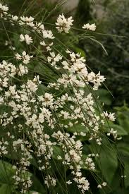 Image result for Retama monosperma