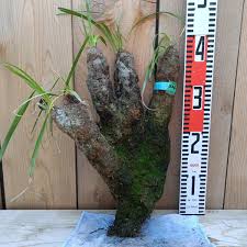 Image result for Xerophyta trichophylla