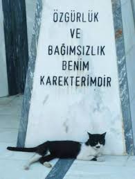 Kediler Neden Egitilemezdir Bundle Kedi Ayi Ordu