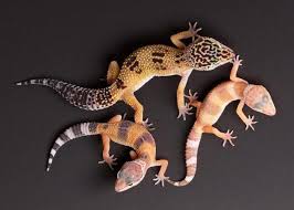 Fases Do Gecko Leopardo O Que Sao E Exemplos